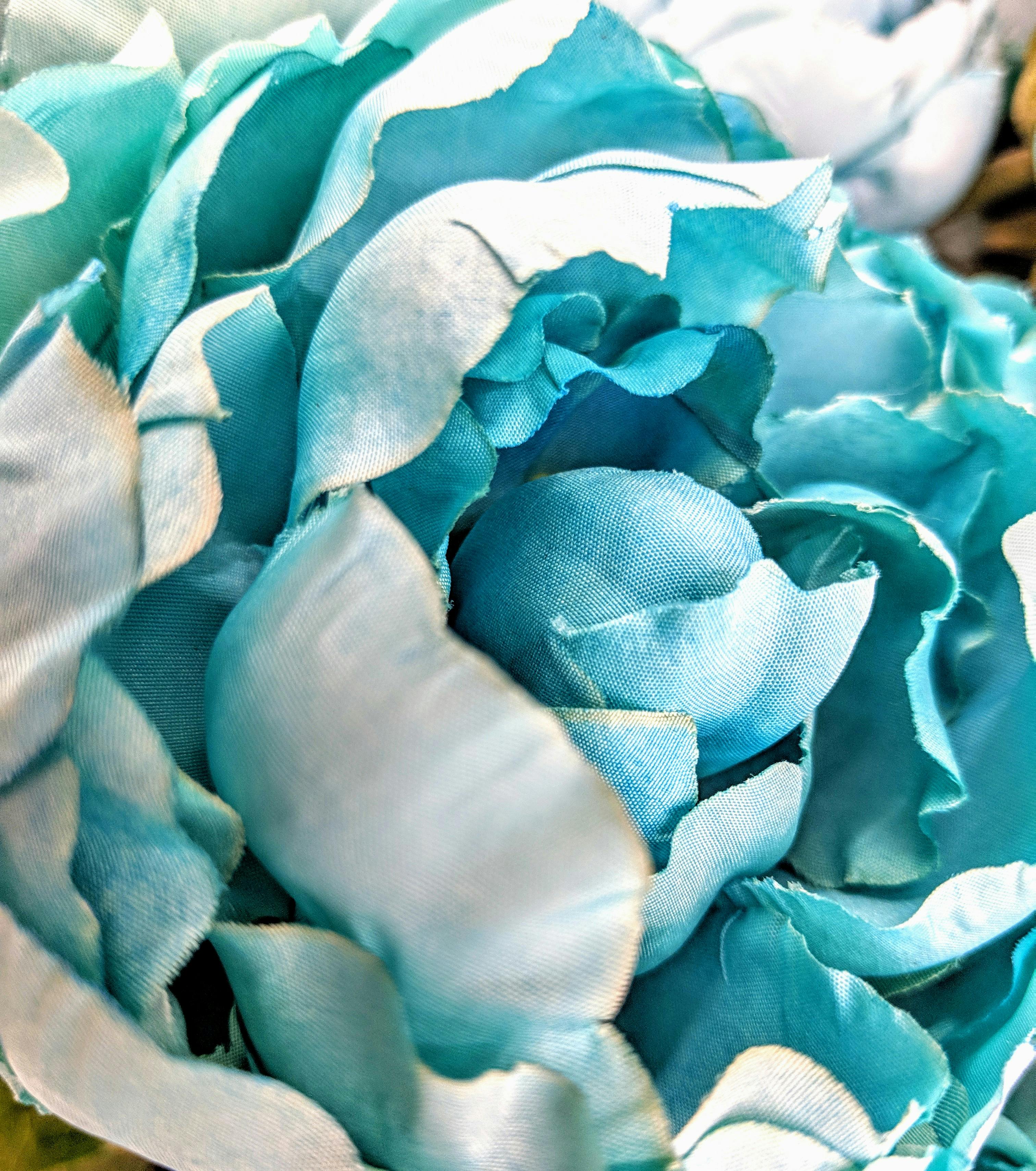 Free stock photo of close up, petals, turquoise flower