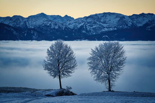 Безкоштовне стокове фото на тему «голих дерев, голі дерева, заморожений»