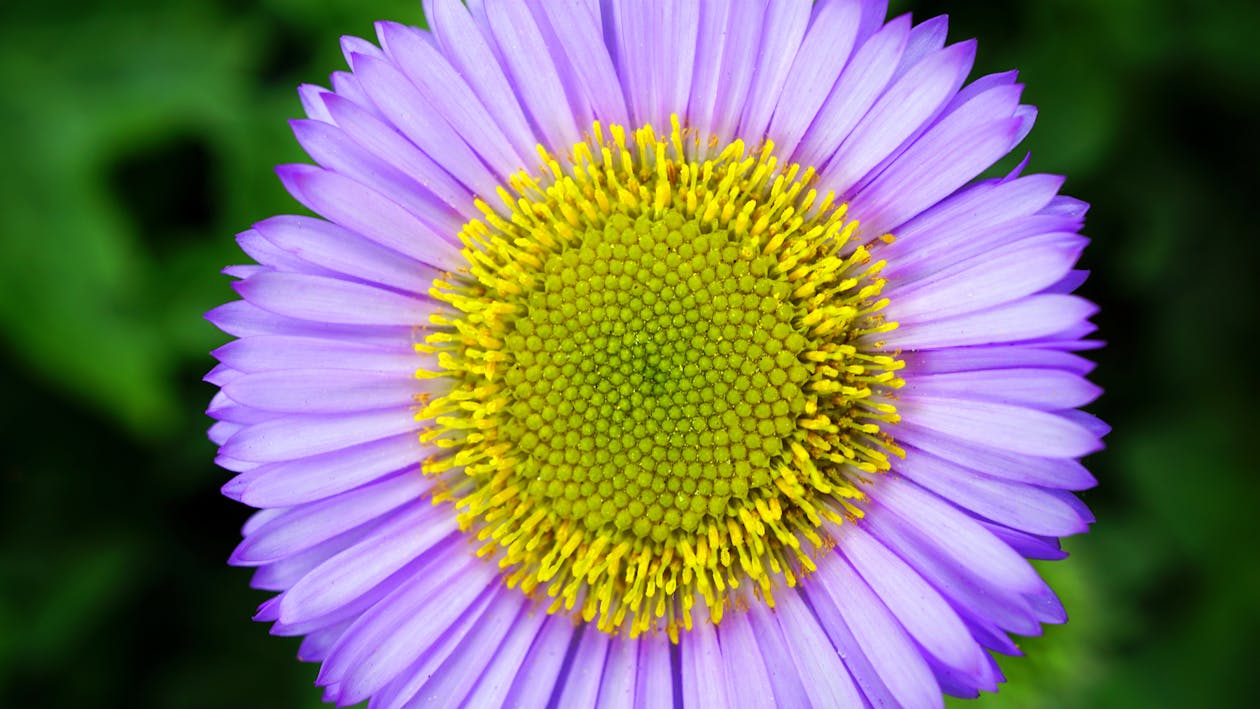 Free Micro Photography Purple and Yellow Flower Stock Photo