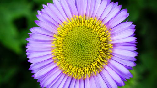 Free Close-up view of a vibrant purple daisy with vivid yellow center petals. Stock Photo