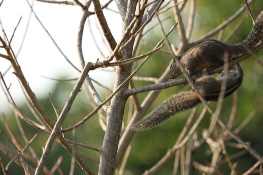 Close-up of squirrels climbing on a leafless tree branch outdoors.
