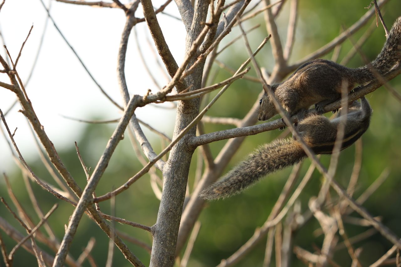 close up of squirrels climbing on a leafless tree branch outdoors