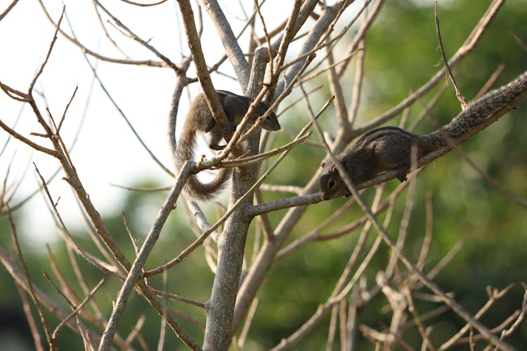 Brown Squirrels On Branches