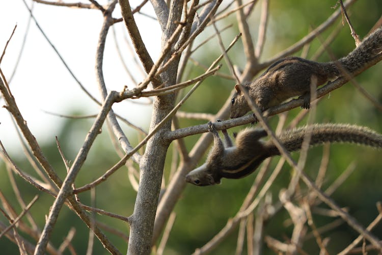 Squirrels Playing On A Leafless Tree