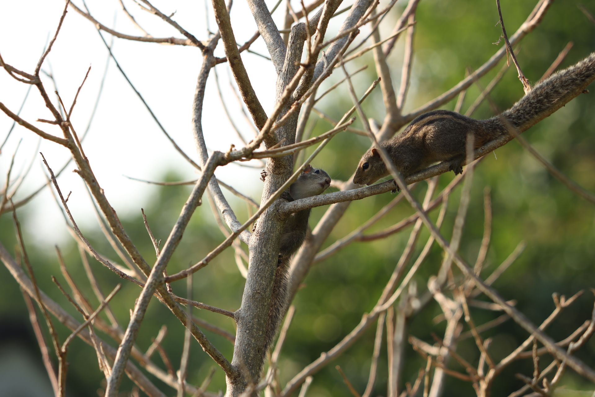 Two squirrels interacting on a bare tree branch, highlighting nature and wildlife.