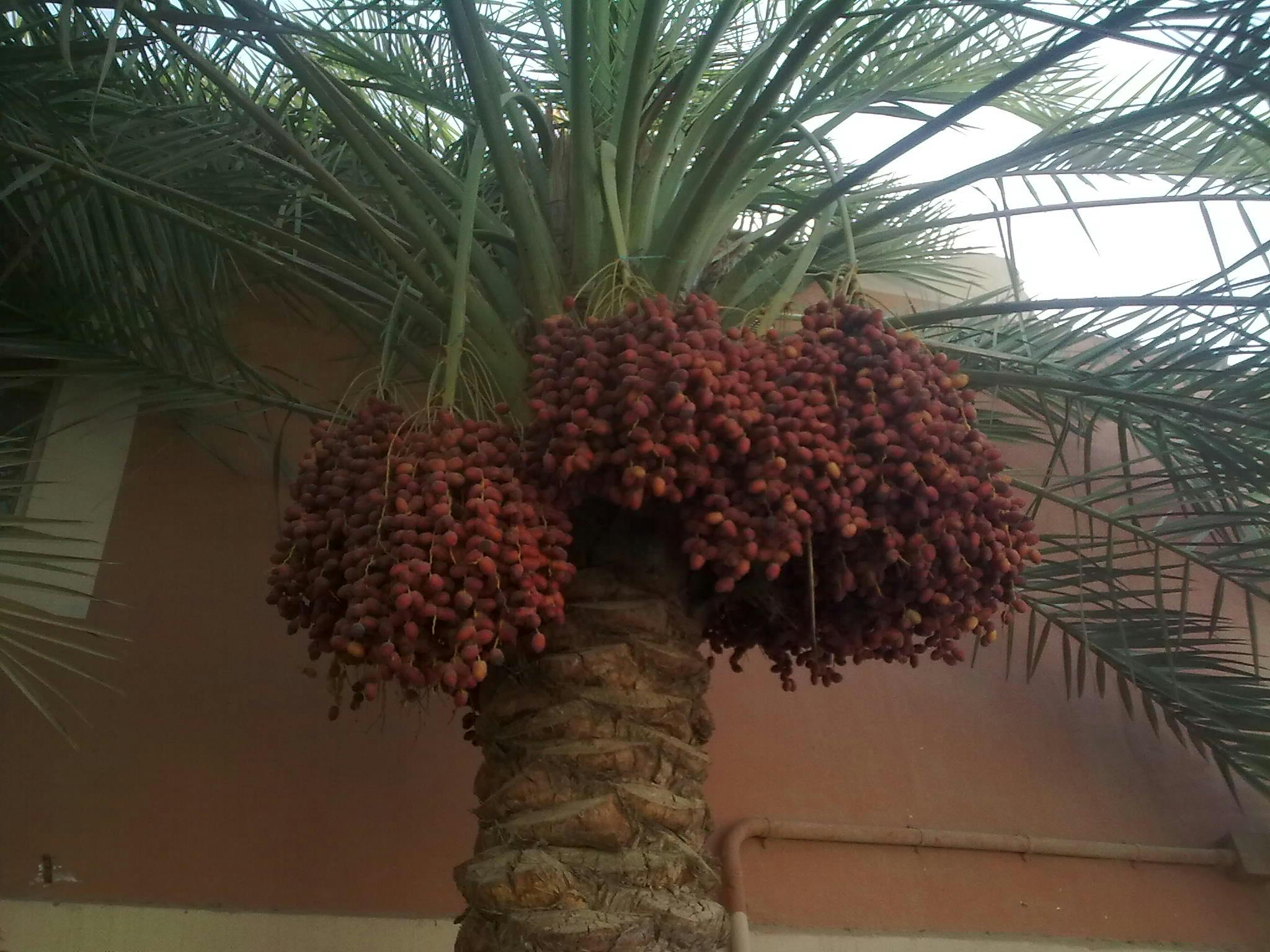 Free stock photo of date palm, plant, tree