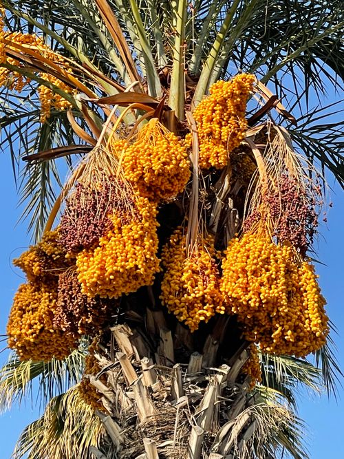 Free stock photo of palmtree Stock Photo