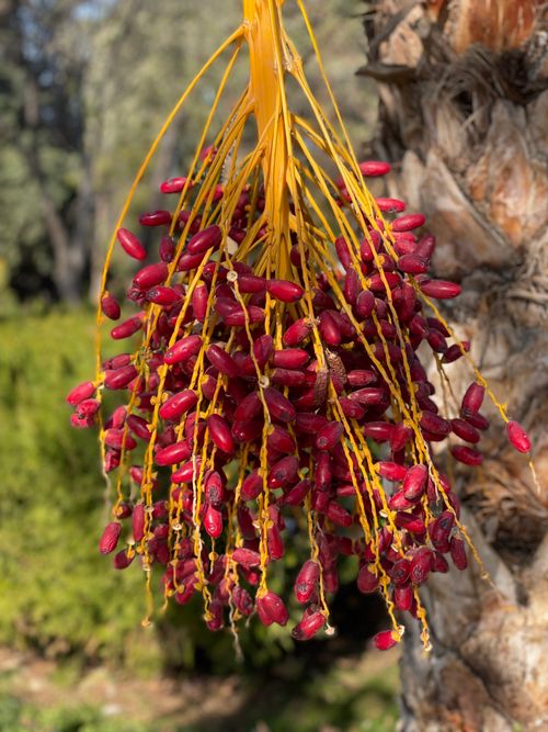 Free stock photo of palm tree fruit Stock Photo