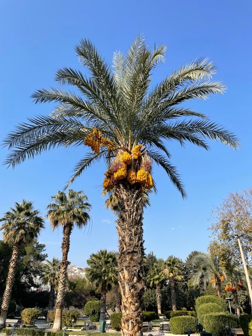 Free stock photo of palm trees Stock Photo