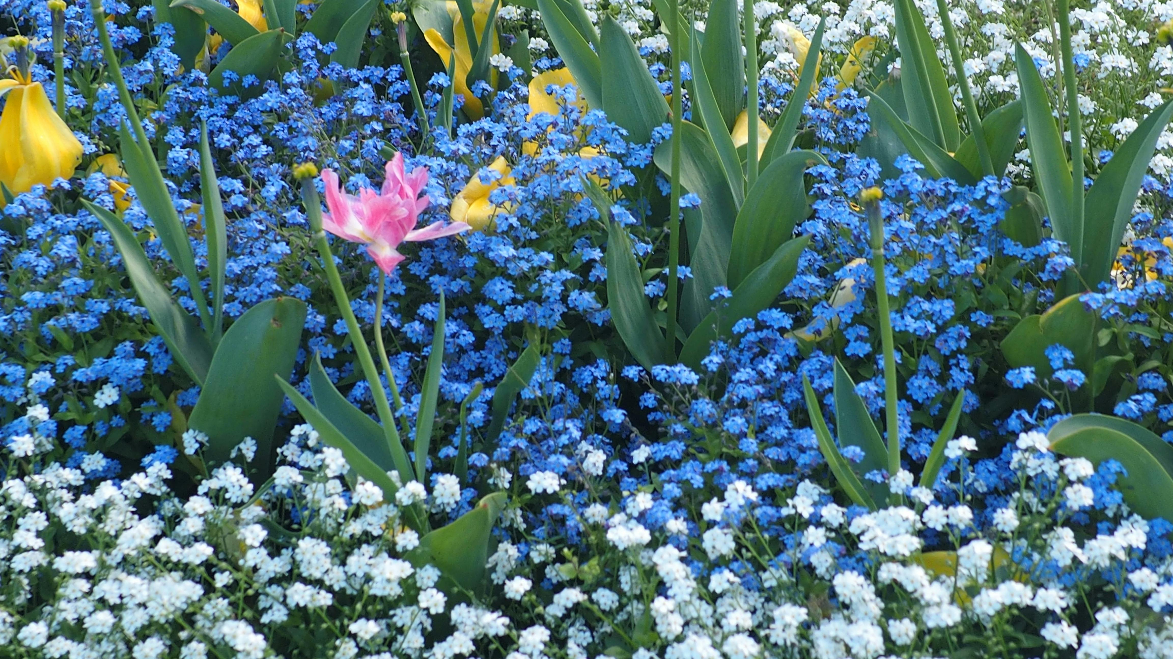 きれいな花 たくさんの花 ピンクの花の無料の写真素材