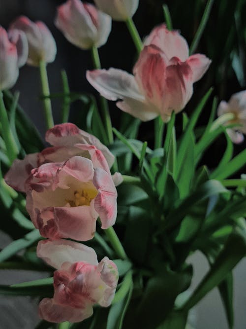 Darmowe zdjęcie z galerii z fotografia kwiatowa, kwitnięcie, pionowy strzał
