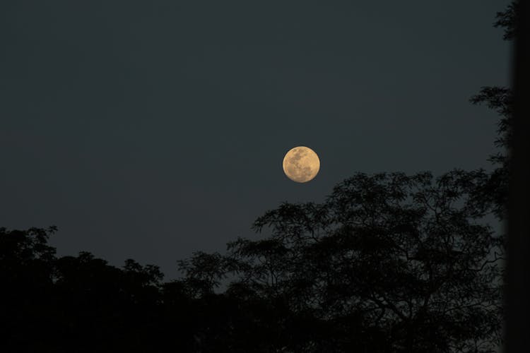 Moon On Night Sky Above Trees