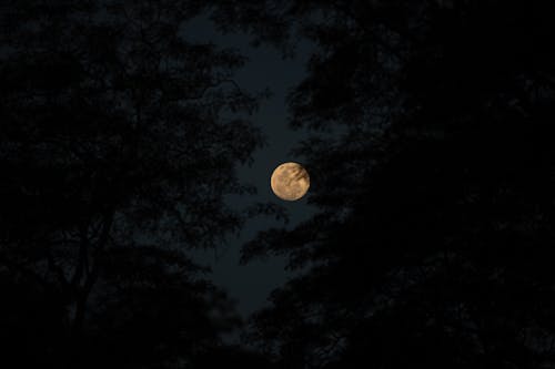 무료 나무, 달 사진, 밤의 무료 스톡 사진