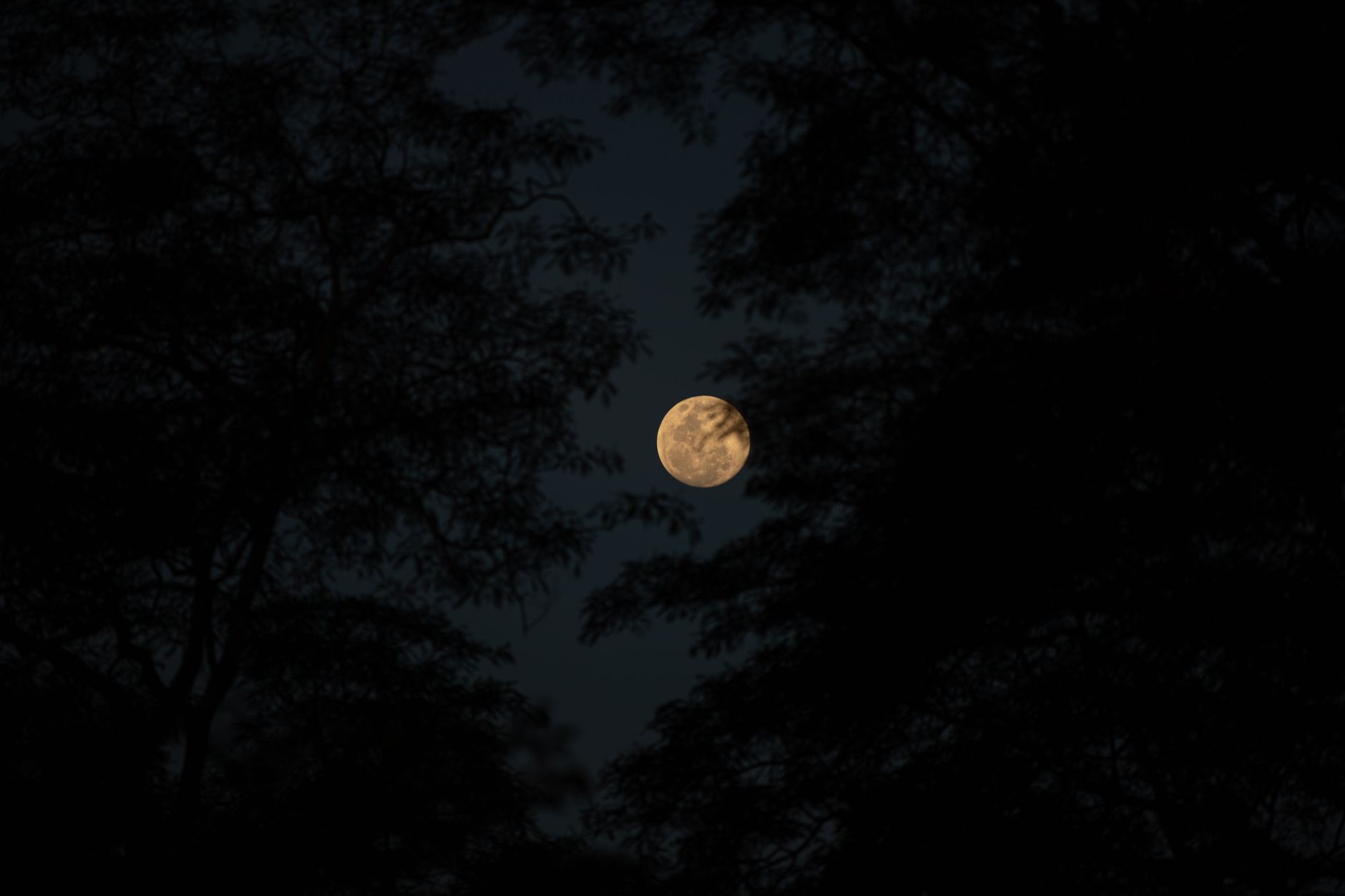 Captivating full moon framed by silhouettes of trees during nighttime.