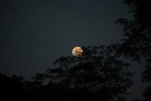 Immagine gratuita di alberi, Cielo scuro, fotografia astronomica