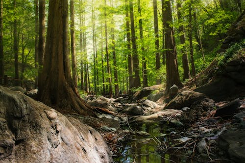 Fotografía Del Bosque Durante El Día