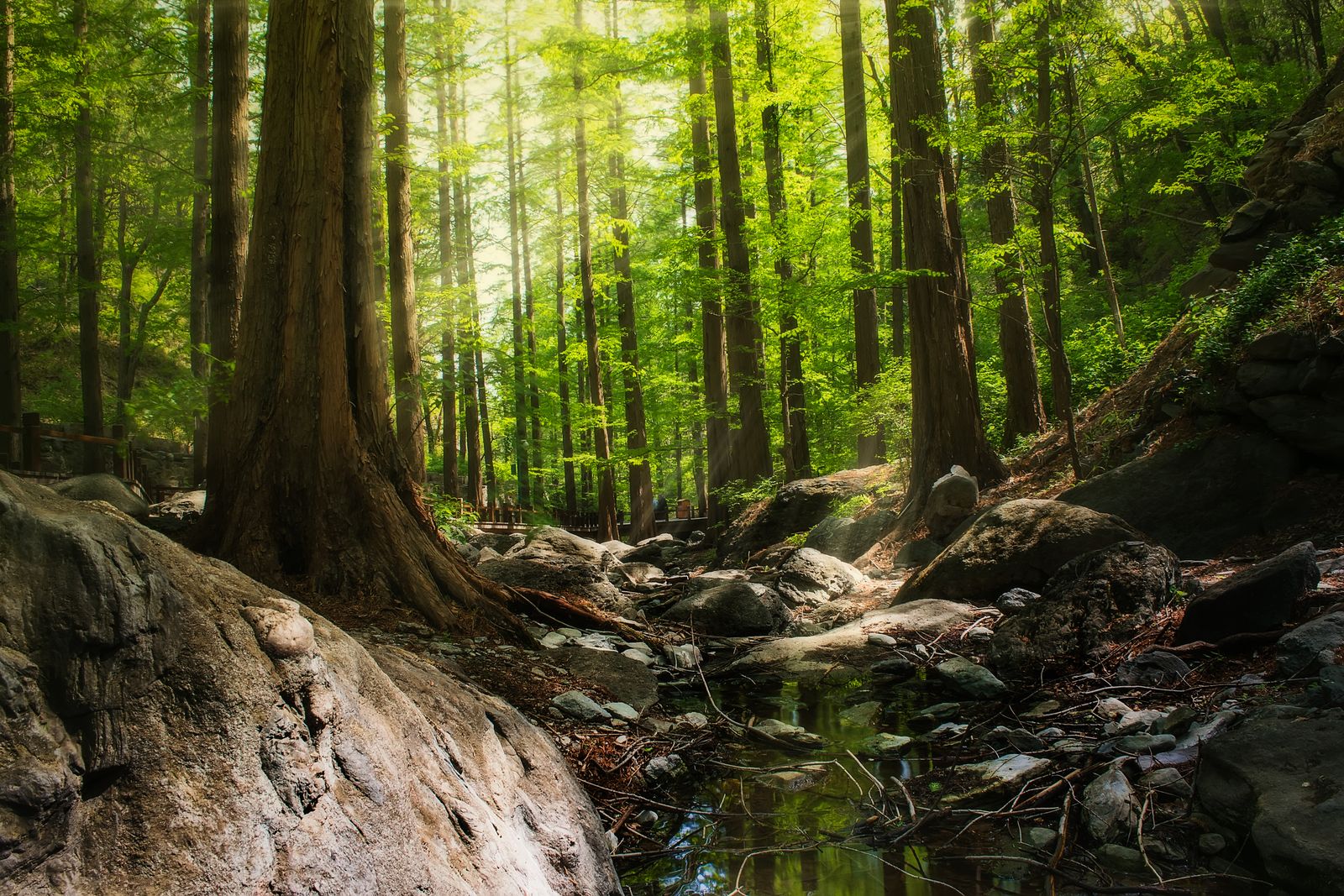 Forêt verdoyante baignée de lumière