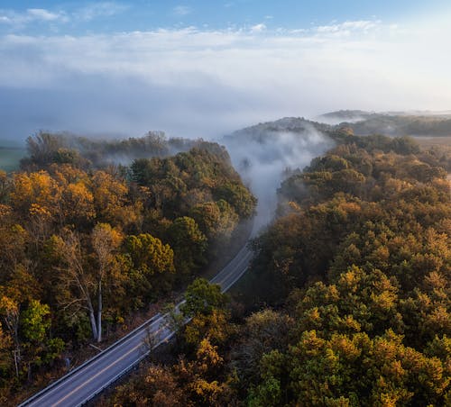 Aerial Photography of Road in the Middle of the Forest