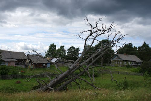 Immagine gratuita di albero morto, campagna, campo