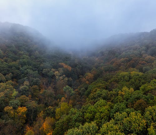 Foto d'estoc gratuïta de amb boira, arbres, boira