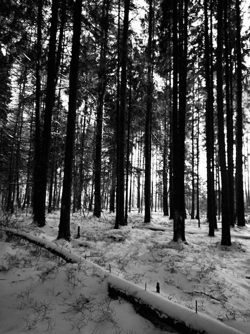 Grayscale Photo of Trees on Snow Covered Ground