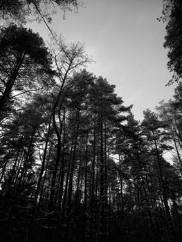 Black and white photo of a dense forest canopy with tall trees.