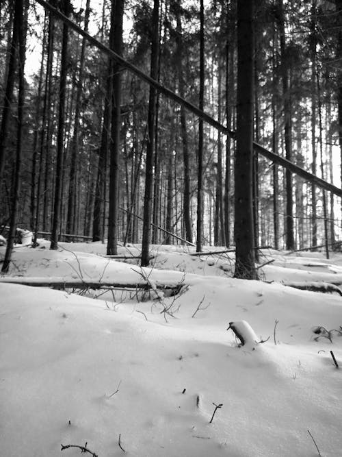 Darmowe zdjęcie z galerii z czarno-biały, drzewa, mrożony