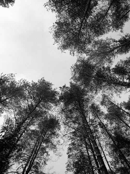 Безкоштовне стокове фото на тему «вертикальні постріл, високі дерева, відтінки сірого»