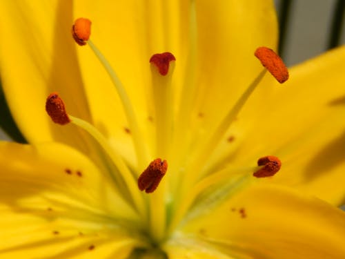 Ingyenes stockfotó makró felvétel, pollen, portok témában