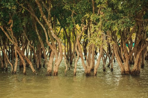 Foto profissional grátis de bangladesh, floresta, floresta tropical