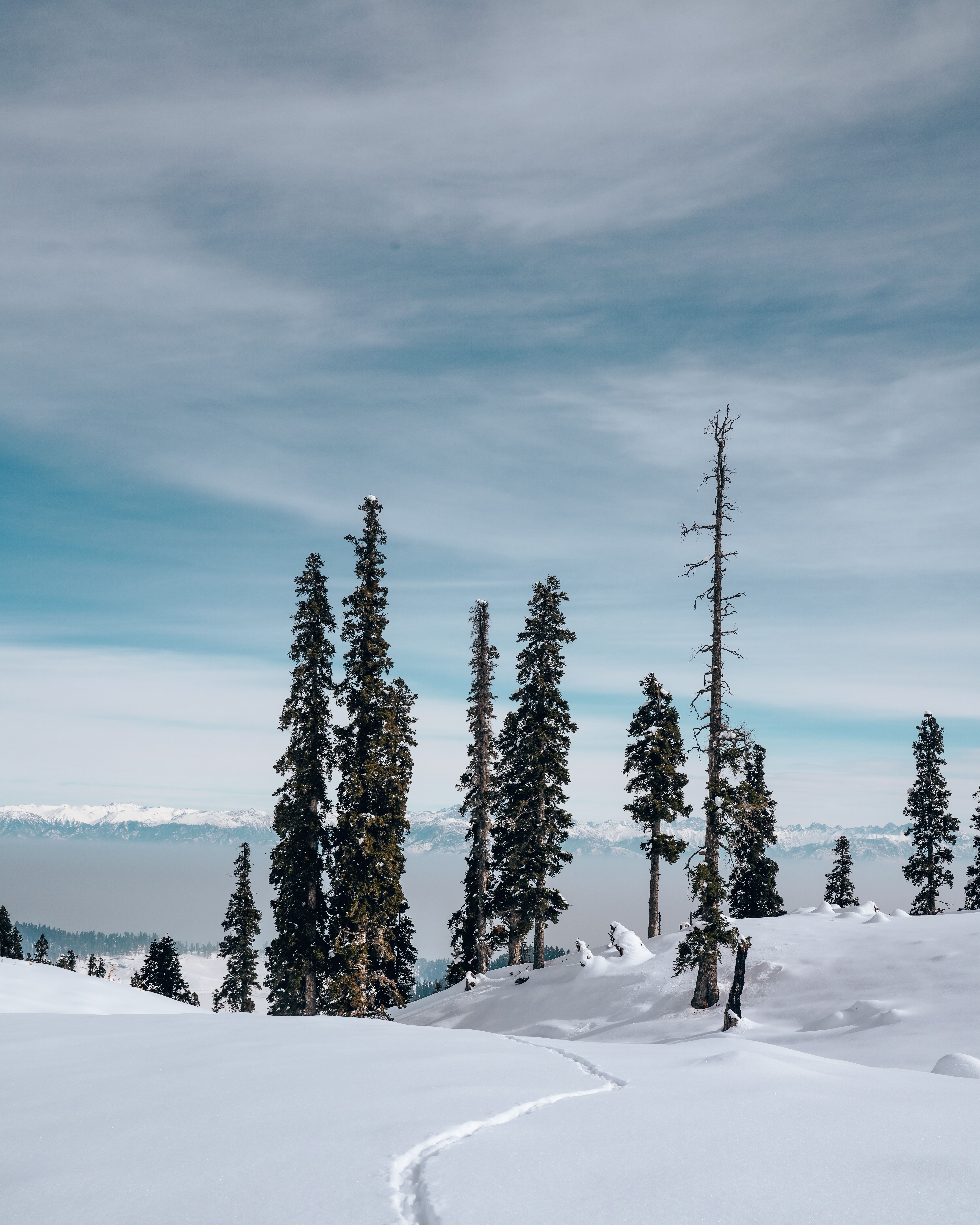Green Pine Trees on Snow Covered Ground · Free Stock Photo