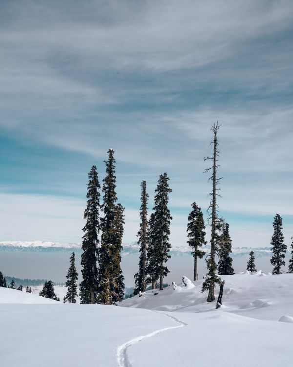 Tree Snow Ground Green Pine Trees on Snow Covered Ground · Free Stock Photo