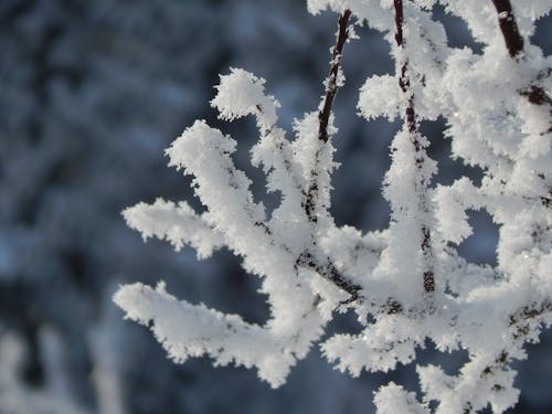 Close Up Shot of Snow Covered Tree Branches