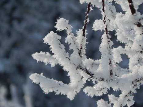 Close-up of frost-covered tree branches during winter, showcasing intricate ice crystals.