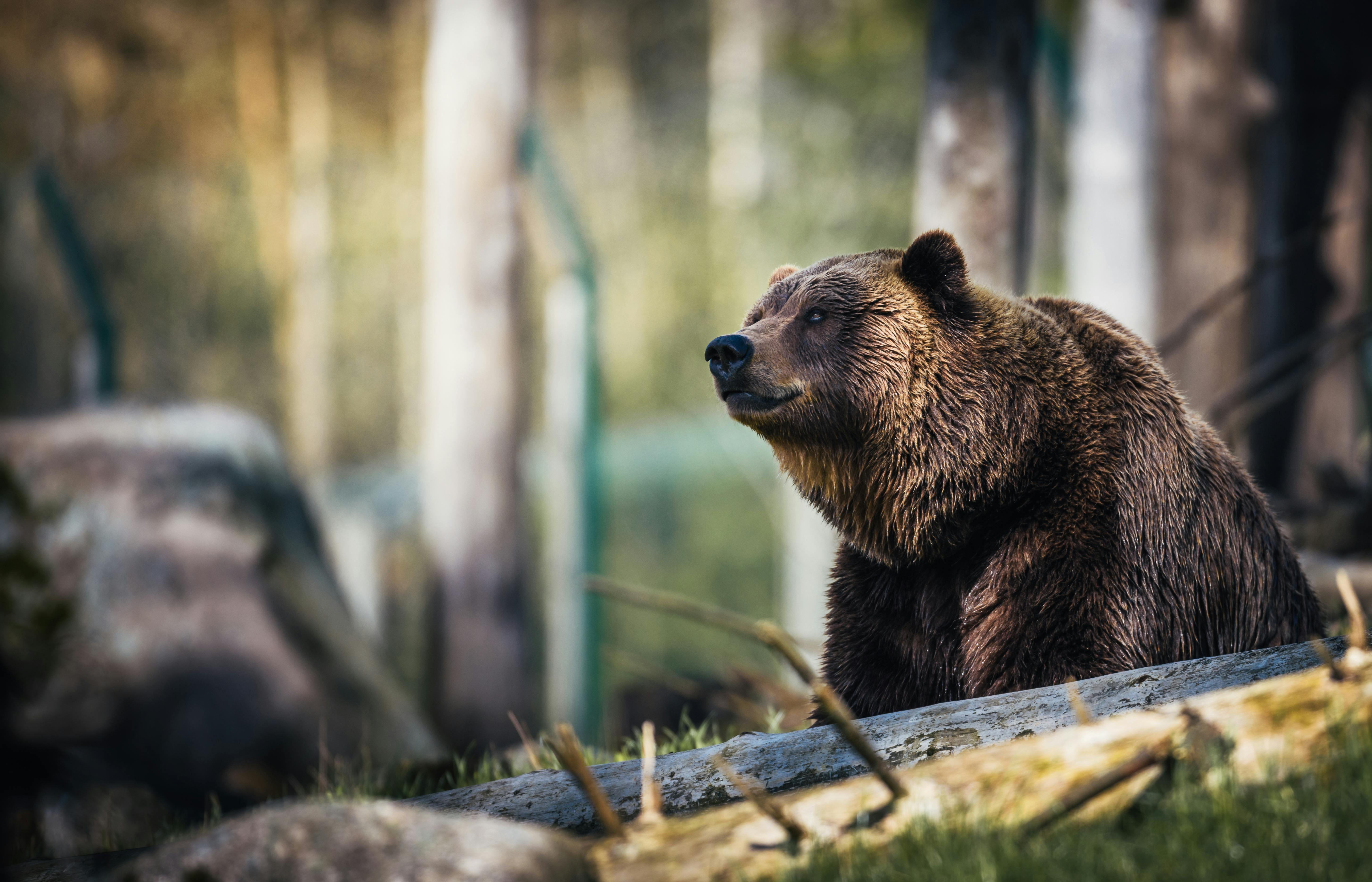 A bear in the forest. | Photo: Pexels