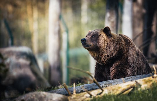 Close-up of a grizzly bear sitting peacefully in a forest setting, showcasing its powerful presence.