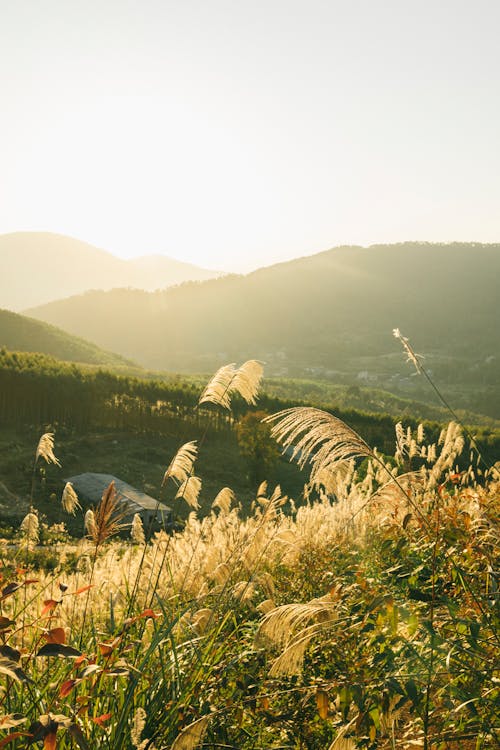 Základová fotografie zdarma na téma hora, krajina, louka