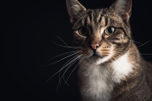 Free Captivating close-up portrait of a tabby cat with striking features against a black background. Stock Photo