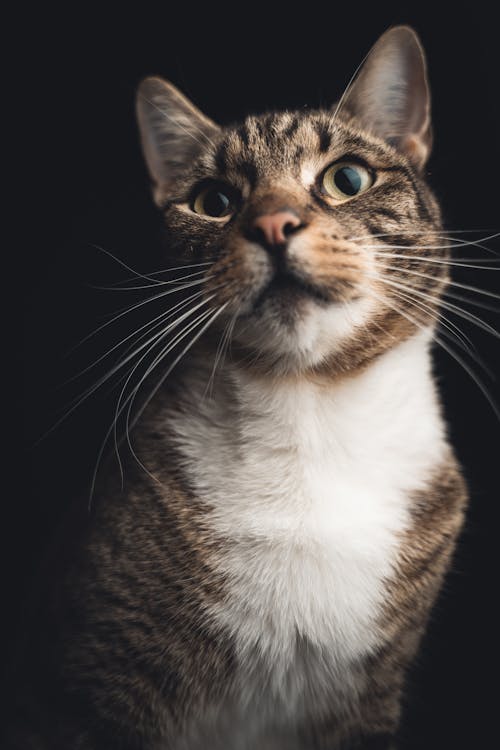 Domestic Cat in Close Up