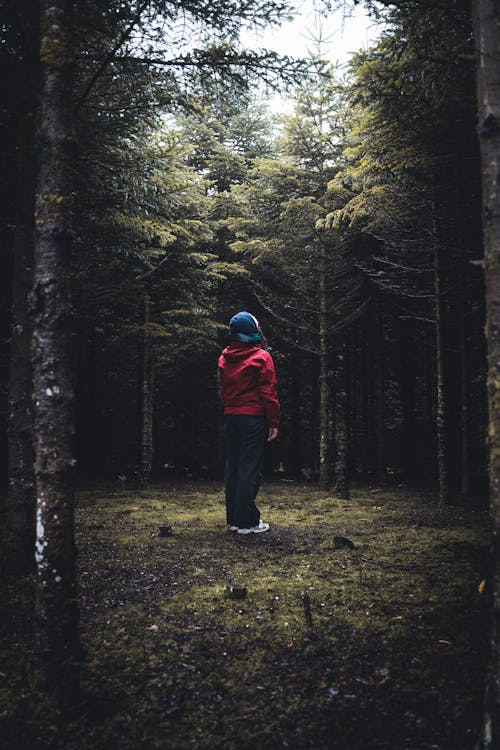 Free Man in Red Hoodie Standing in the Middle of Forest Stock Photo