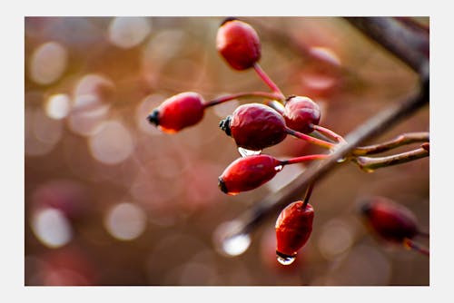 Free stock photo of raindrop, rose, winter Stock Photo
