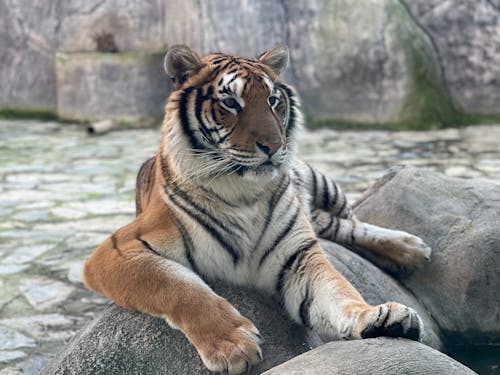 Tiger Wallpaper Photos, Download The BEST Free Tiger Wallpaper Stock Photos & HD Images Tiger Wallpaper Photos, Download The BEST Free Tiger Wallpaper Stock Photos & HD Images