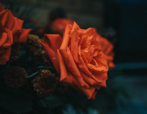 Orange Flower in Close Up Shot