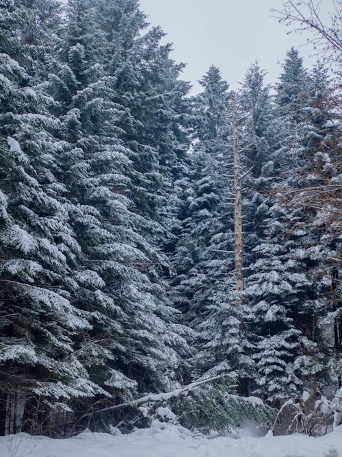Green Pine Trees Covered with Snow