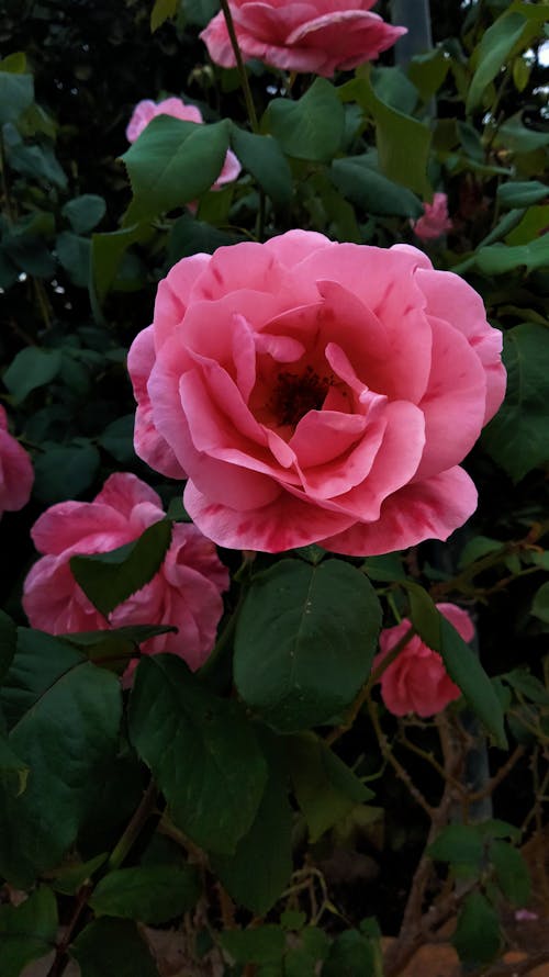 Pink Rose in Bloom