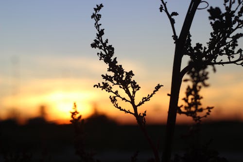 Základová fotografie zdarma na téma příroda, rostliny, večerní slunce