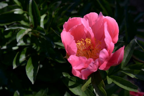 A Pink Flower in Bloom with Green Leaves