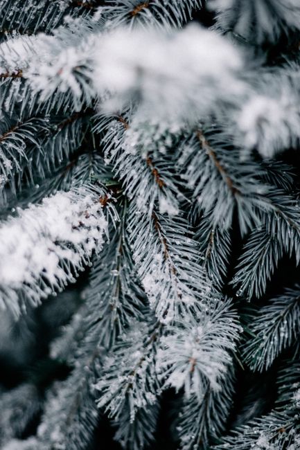 Detailed shot of frosted pine needle branches, capturing the essence of winter's chill.