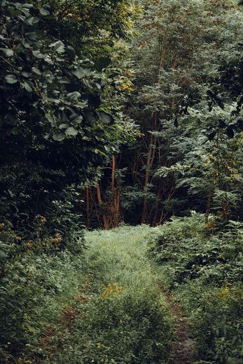 Fotobanka s bezplatnými fotkami na tému džungľa, fotografia prírody, lístie