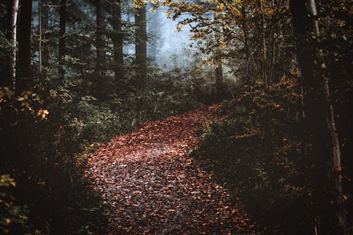Gratuit Imagine de stoc gratuită din arbori, ceață, centrale Fotografie de stoc